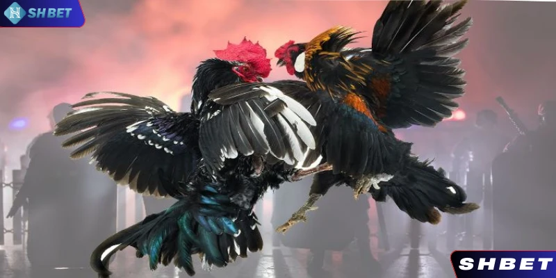 Gà nhật nguyệt là linh kê mang nhiều giá trị về vẻ đẹp và khả năng chiến đấu